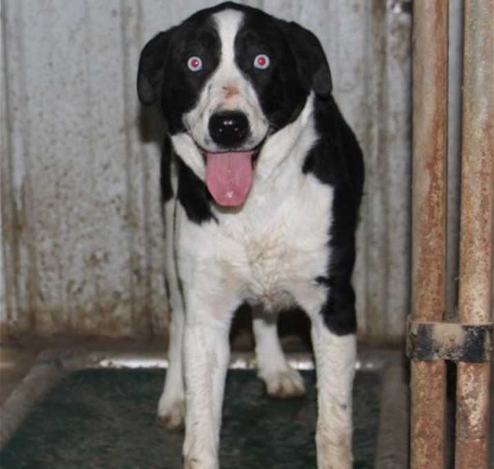 Photo of Layla