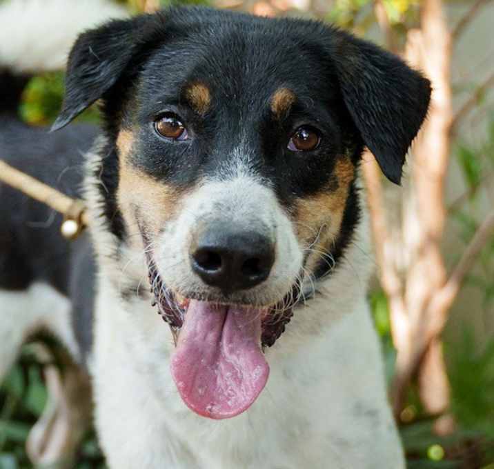 Photo of Xylene (Soi Dog)