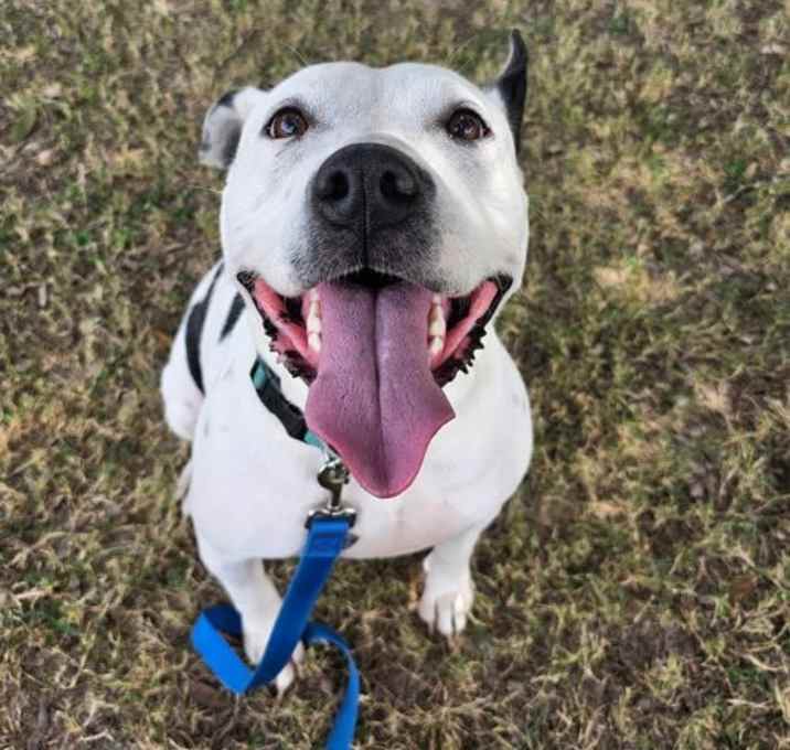 Photo of Oreo