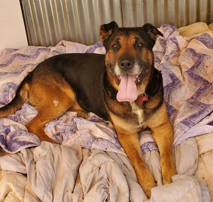Photo of comanche