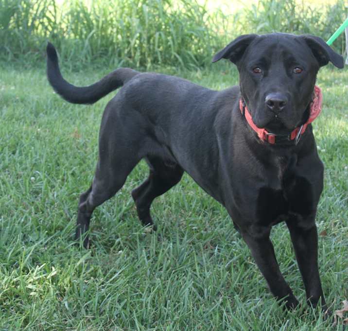 Photo of Apollo
