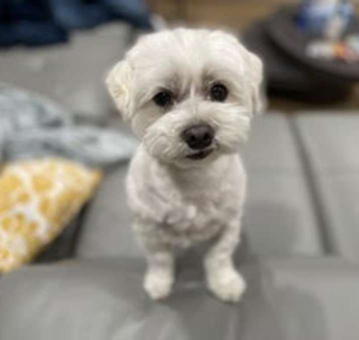 Photo of Benji