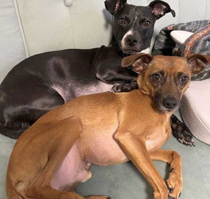 Photo of XP Chip & Mouse (NJ) - BONDED PAIR