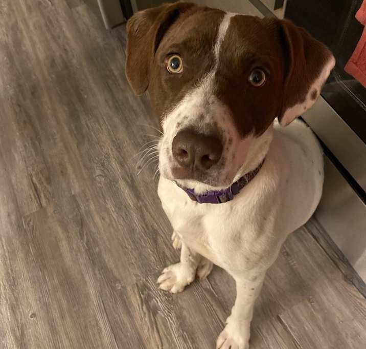 Photo of Sage