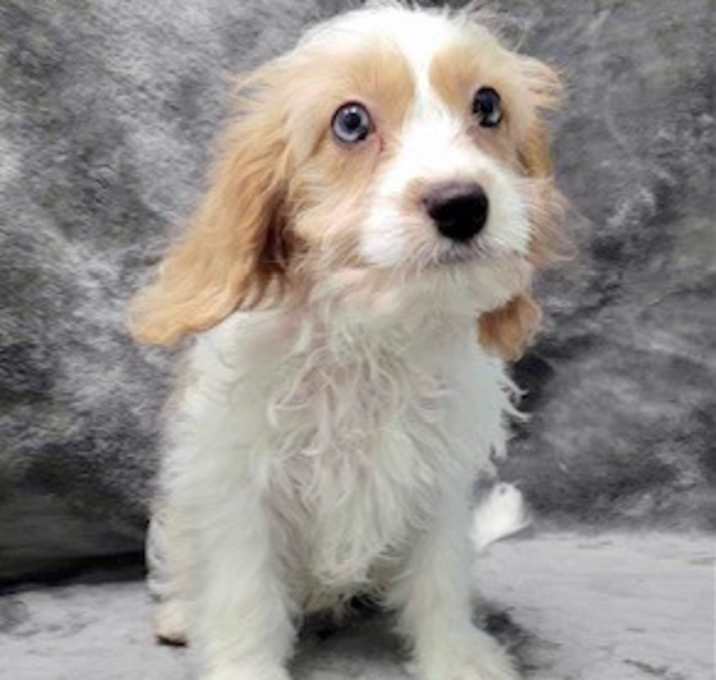 Photo of Sherman