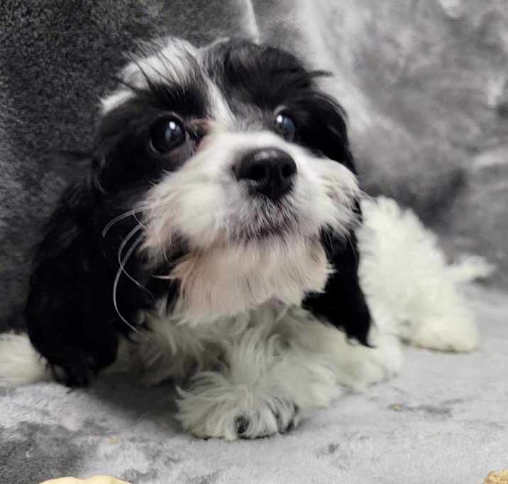 Photo of Betsy