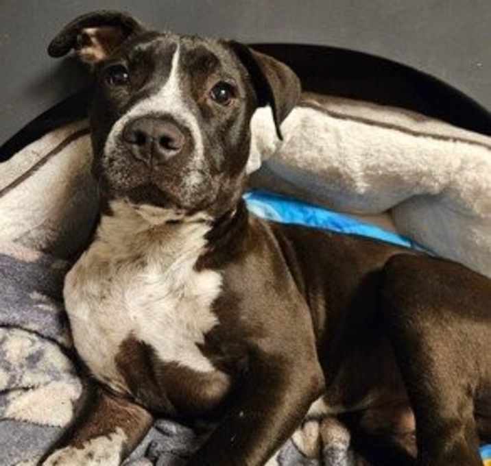 Photo of Louie (GA)