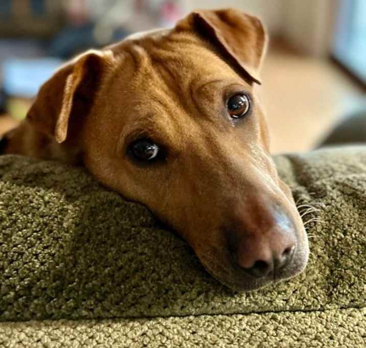Photo of Loki