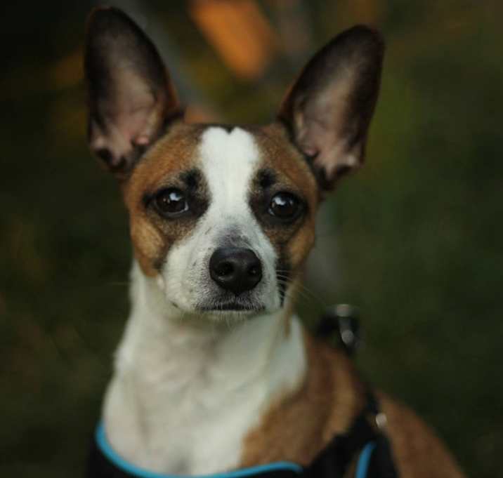 Photo of Charlie