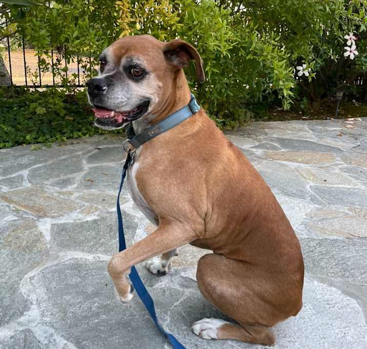 Photo of Peanut