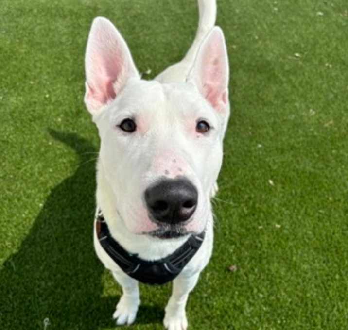 Photo of Spuds Mackenzie