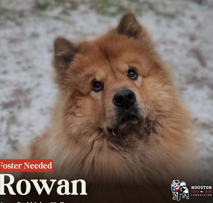 Photo of Rowan