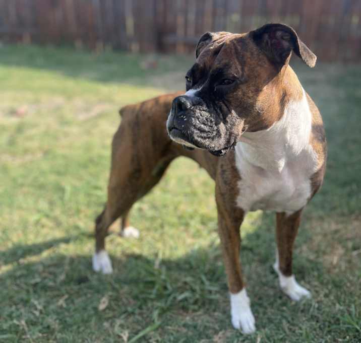 Photo of Juno