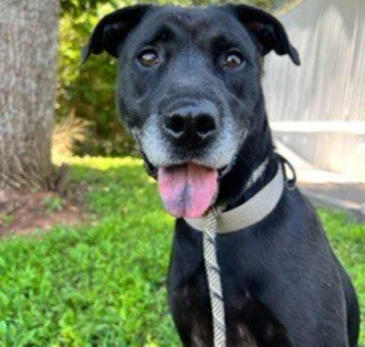 Photo of Trooper