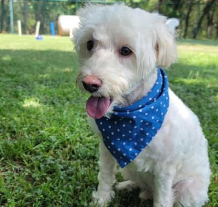 Photo of Teddy