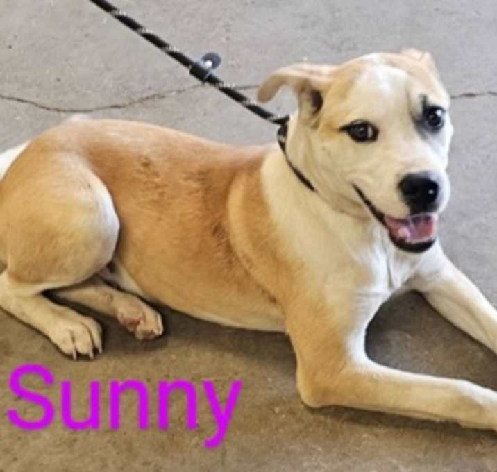 Photo of Sunny