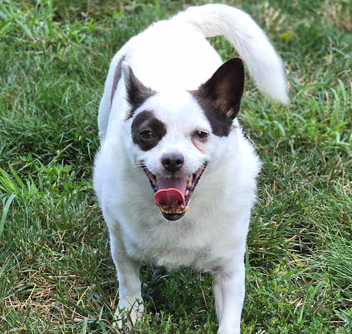 Photo of Sharky