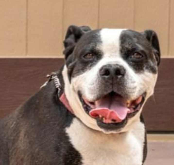 Photo of Rocko - Adopt Me!