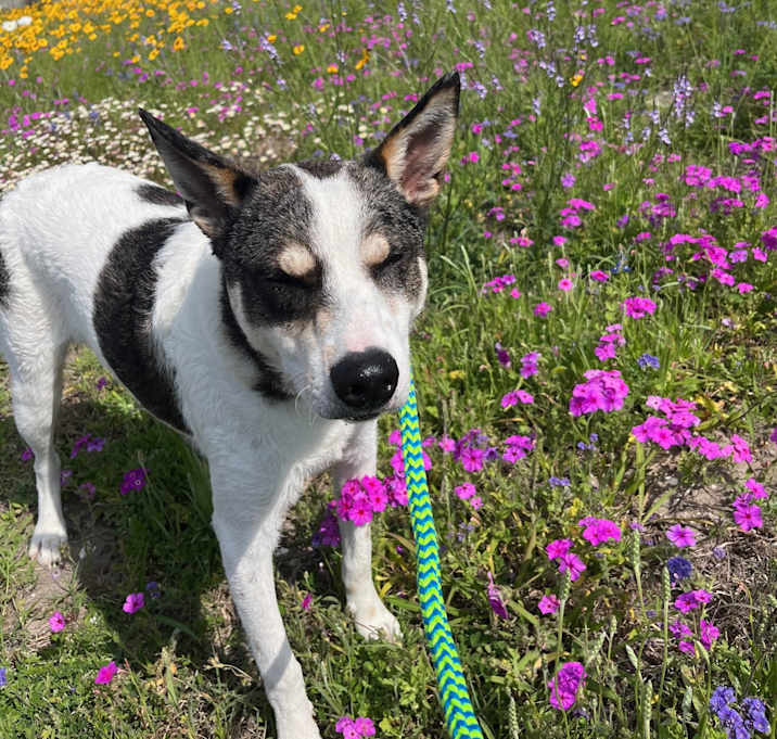 Photo of roscoe