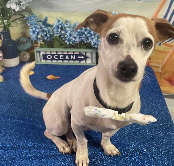 Photo of Archie