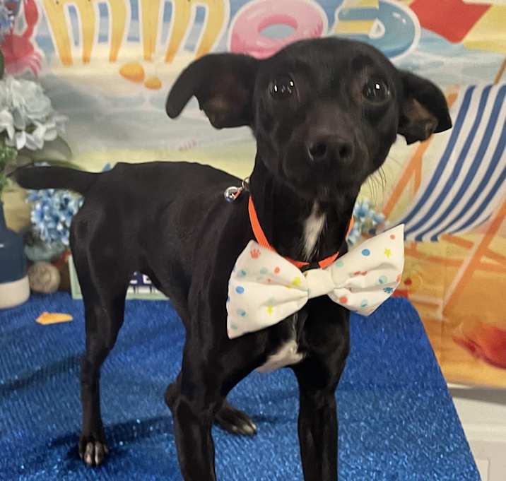 Photo of Jet