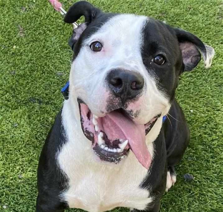Photo of Petey