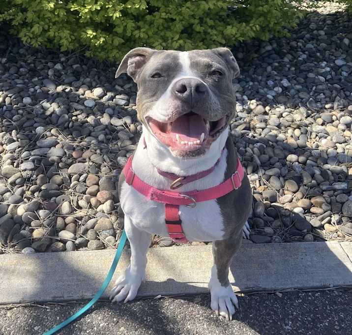 Photo of Lola - AVAILABLE/FOSTER NEEDED