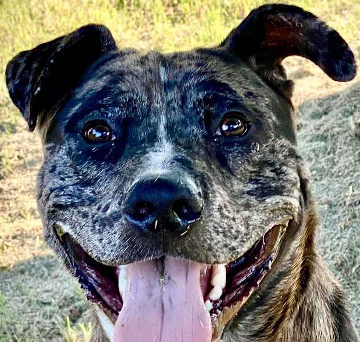 Photo of Rocky