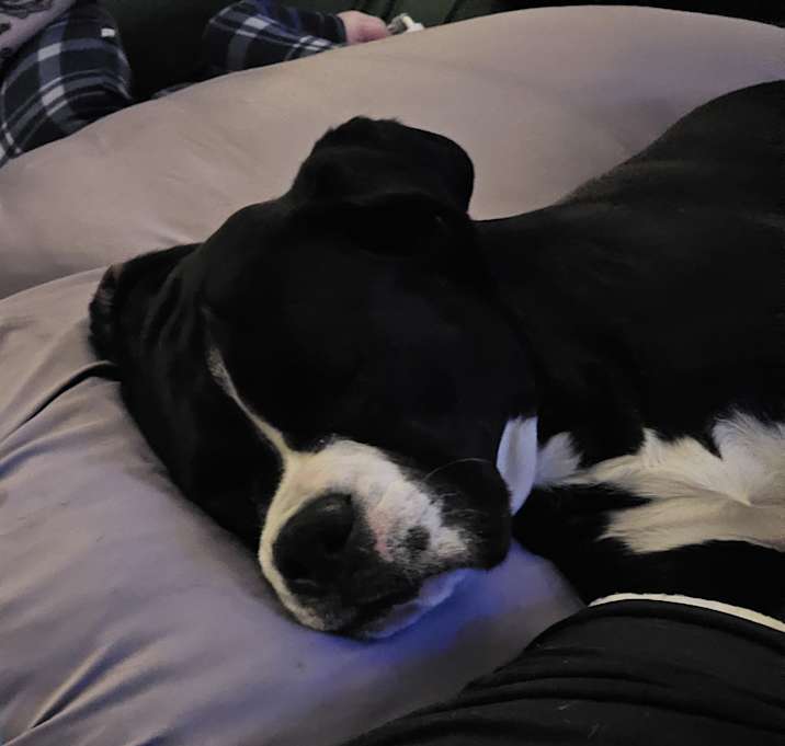 Photo of Bella