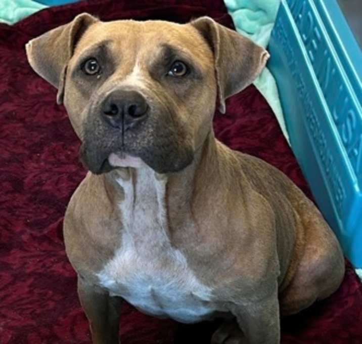 Photo of Toffee