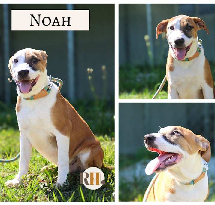 Photo of Noah