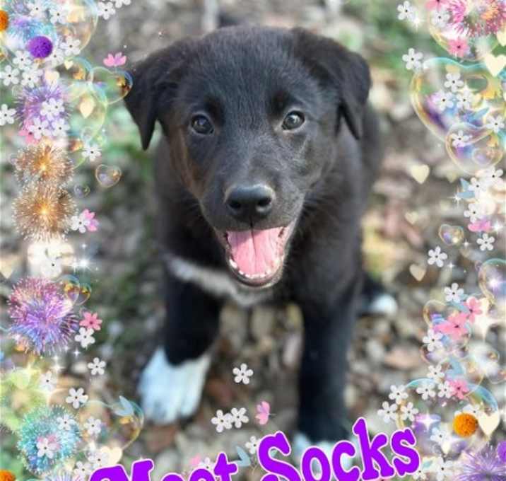 Photo of Socks