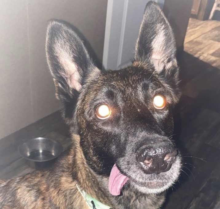 Photo of Asha - Located in Florida