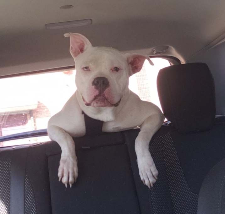 Photo of Remy
