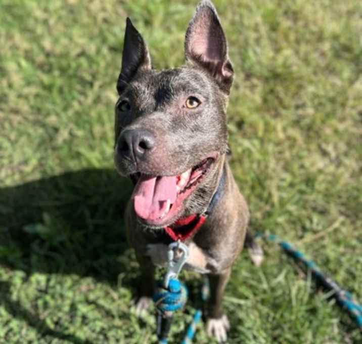 Photo of Honey