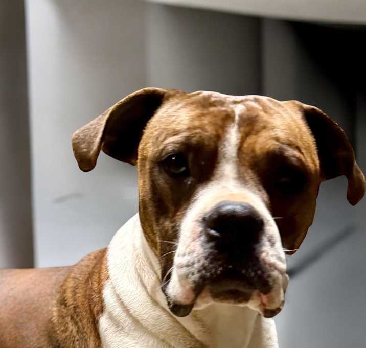 Photo of CHECKER
