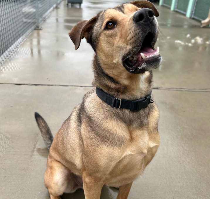 Photo of Sparky