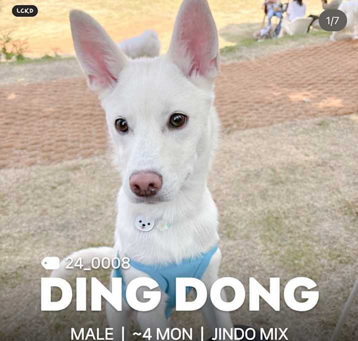 Photo of DING DONG [띵동]