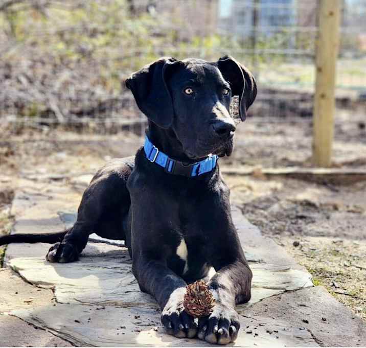 Photo of Marmaduke