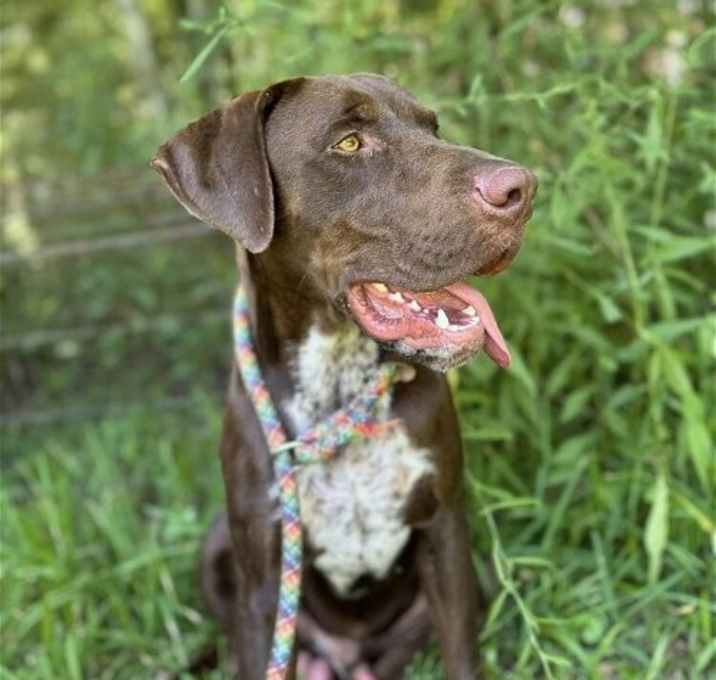 Photo of Bogey (MS)