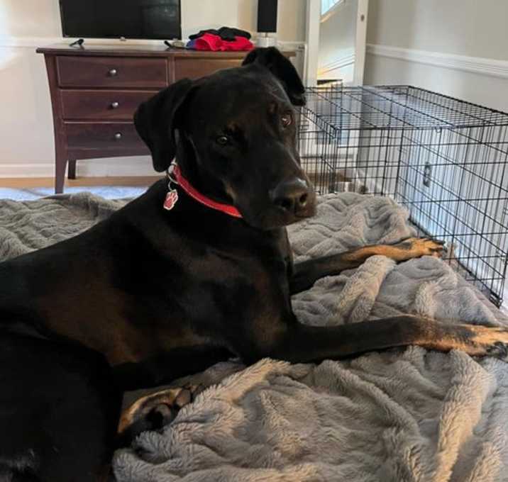 Photo of Falcon (TX)