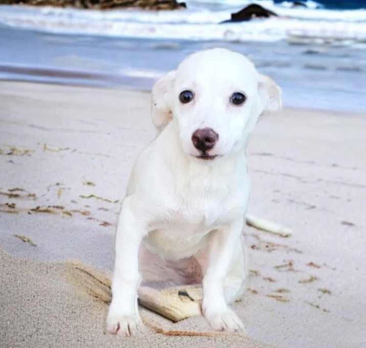 Photo of Paloma - dove