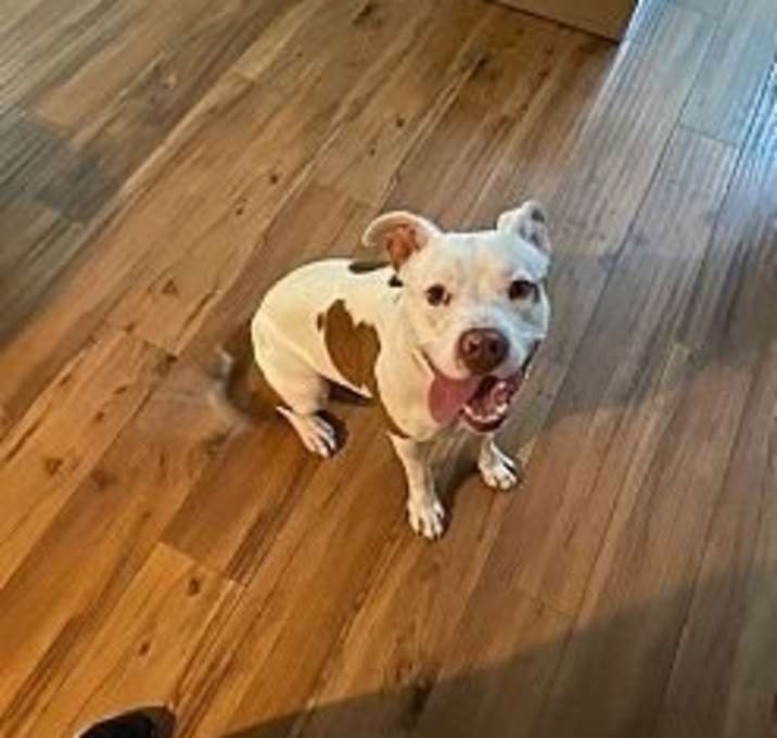 Photo of Spot