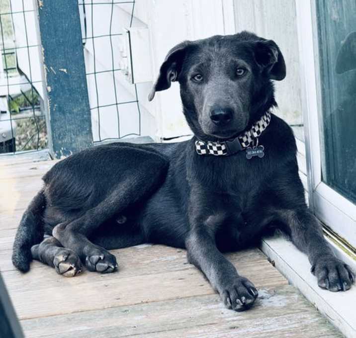 Photo of Grixly