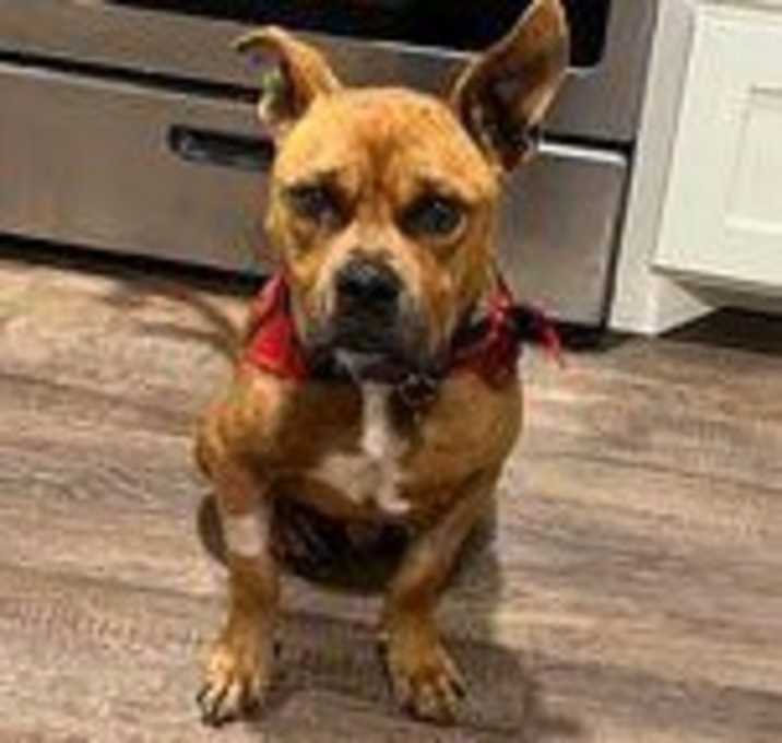 Photo of Bruiser