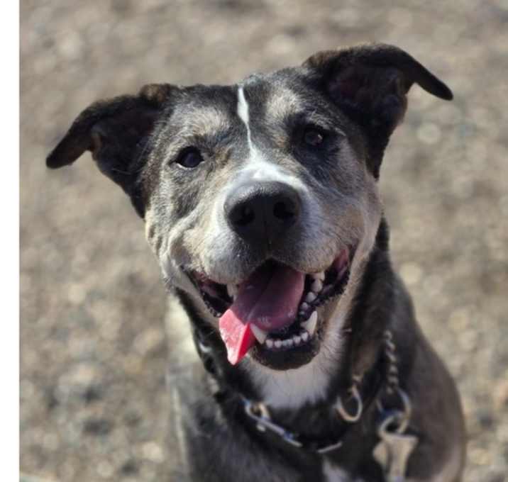 Photo of Charms aka Charmander ***RESCUE CENTER***