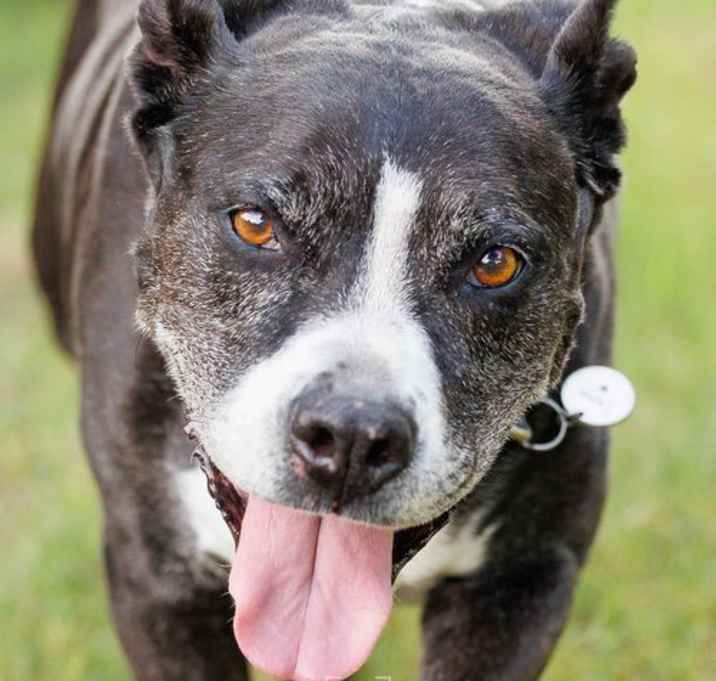 Photo of Tangier - DIAMOND DOG