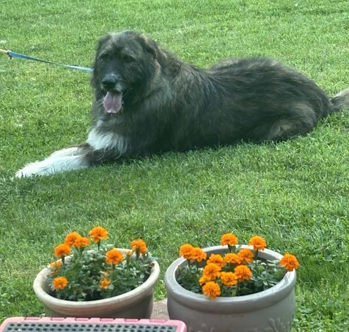 Photo of Bella