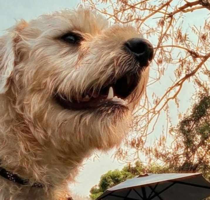 Photo of LUCAS