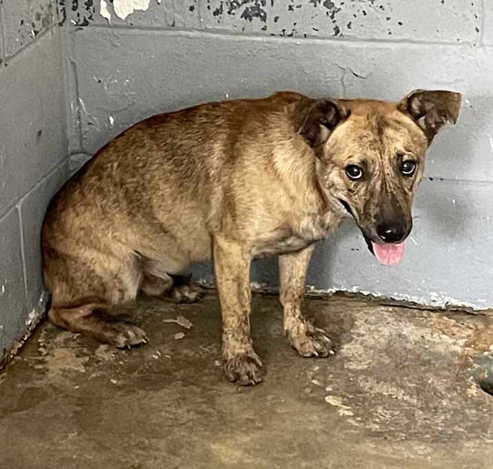 Photo of BUTCH